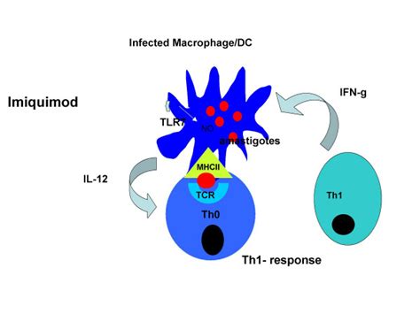 Schematic representation of the mode of action of Imiquimod. IFN-γ ...