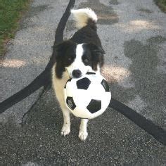 Dogs Playing Soccer on Pinterest