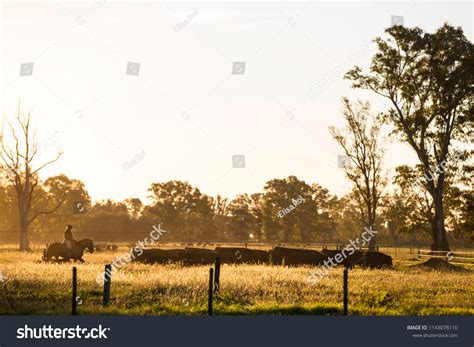 Angus Cattle Farming Stock Photo 1143078110 | Shutterstock