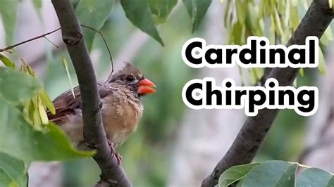 Northern Female Cardinal Chirping - Bird Call and Sounds - Bird Voice ...