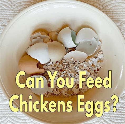 What are the 5 Best Chicken Feeds For Laying Eggs?