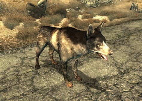 Dogmeat (Fallout 3) - The Fallout wiki - Fallout: New Vegas and more