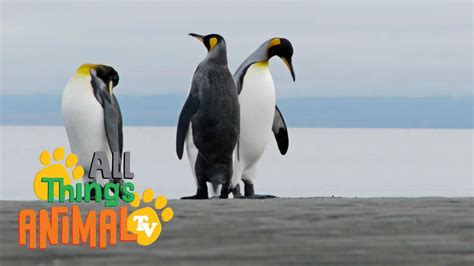 PENGUINS: Animals for children. Kids videos. Kindergarten | Preschool ...