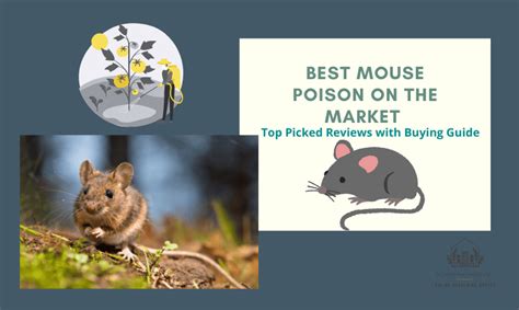 Best Mouse Poison on the Market 2023: Top Picks Reviewed