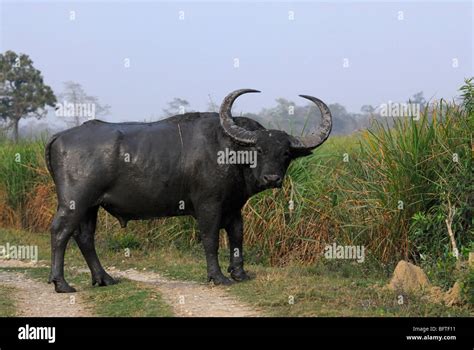 Wild Buffalo; Bubalus bubalis Stock Photo - Alamy