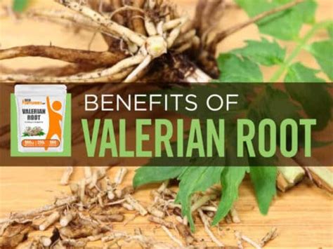 Can Valerian Root Help with Anxiety Archives