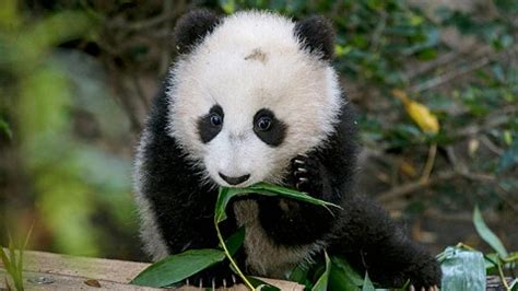 Giant Panda Cub Makes Debut at San Diego Zoo - ABC News