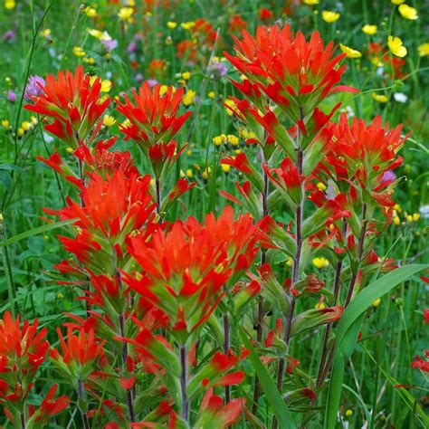 Castilleja coccinea (Indian Paintbrush) Wildflower Seed