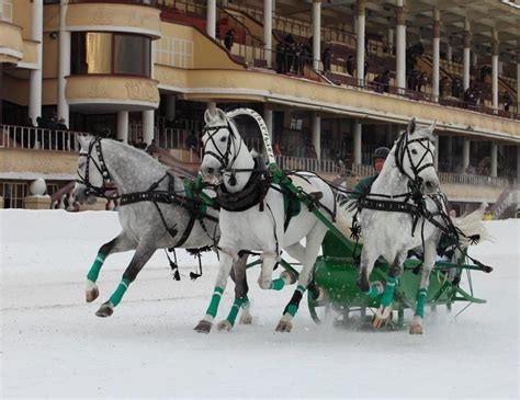 Troika driving, Russia | Pretty horses, Horses, Horse carriage