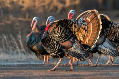 How Wild Turkeys Took Over New England | Audubon