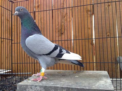 Roller pigeon | Pigeon breeds, Pet pigeon, Pigeon bird