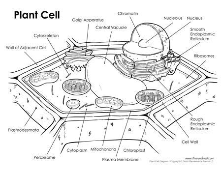 Labeled Plant Cell Diagram | Cell diagram, Plant cell, Plant cell diagram