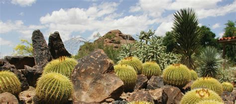 Desert Vegetation