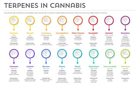 Cannabis Terpenes Infographic