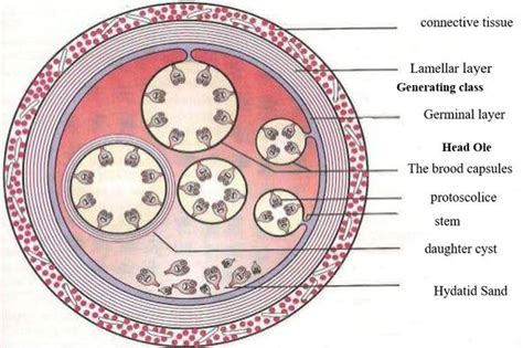 Echinococcus granulosus | IntechOpen