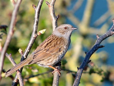 Dunnock - Wikipedia