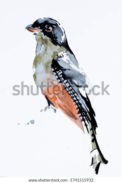 Tocororo Bird Watercolor Painting Art Drawing Stock Illustration ...