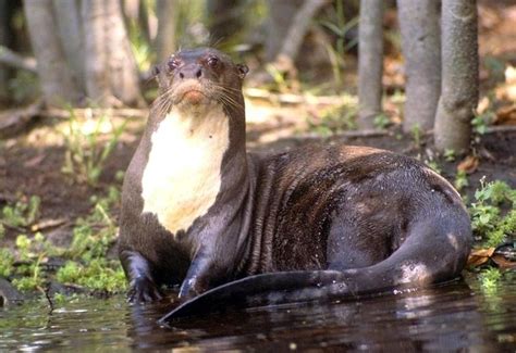 Giant Otter – "OCEAN TREASURES" Memorial Library