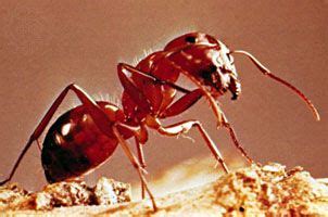 Ant | Facts & Habitat | Britannica