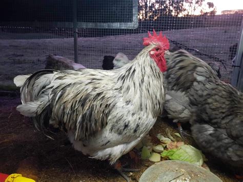 Fertile splash and blue australorp eggs | EggSellent.com.au