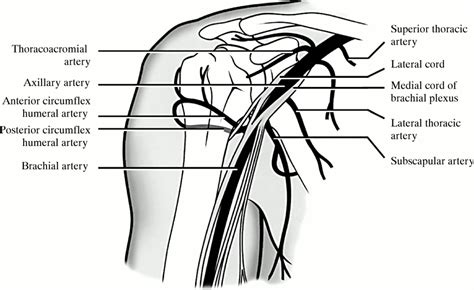 Focal lingual dystonia, urinary incontinence, and sensory deficits ...