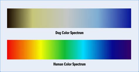 Can Dogs See Color? What Colors Can Dogs See and More | PetPlate