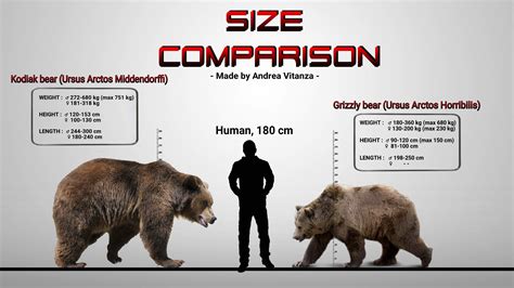 All-Bear Size Comparisons | Domain Of The Bears