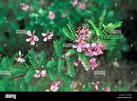 PLANT INDIGOFERA TINCTORIA Stock Photo - Alamy