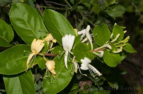 Japanese Honeysuckle | Vines | Nature In Focus