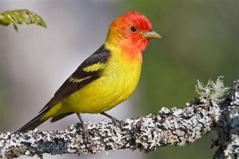 Western Tanager | Birds, Scarlet tanager, Bird