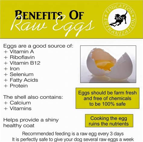 Can Dogs Eat Raw Eggs