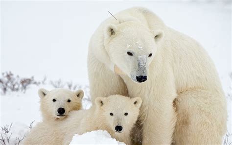 HD wallpaper: Bear with its cubs, polar bear with 2 polar bear cubs, animals | Wallpaper Flare