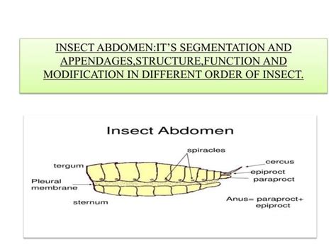 INSECT ABDOMEN:IT’S SEGMENTATION AND APPENDAGES,STRUCTURE,FUNCTION AND MODIFICATION IN DIFFERENT ...