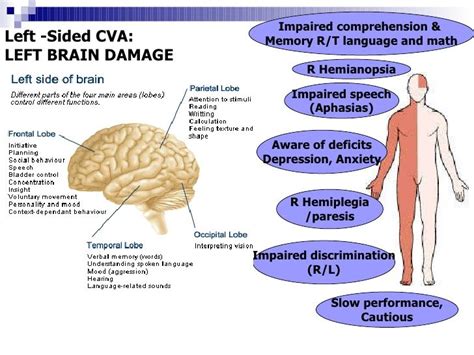 Image result for left hemisphere of the brain | Brain damage, Frontal lobe, Aphasia