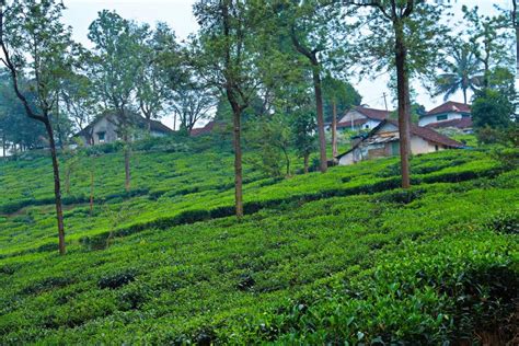 The Famed Palampur Tea Plantations - Rakkh Patrika