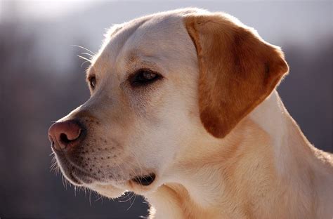 The Labrador Retriever - Ultimate Breed Information Guide | Your Dog ...