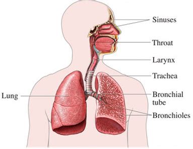 Respiratory system Flashcards | Quizlet