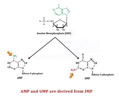 Purine & Pyrimidine Synthesis (de-novo) | EasyBiologyClass