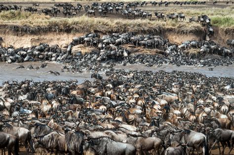 Spot the Zebra among the wildebeests in Ingo Gerlach's River Mara photograph | Metro News