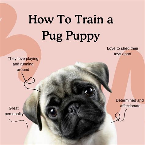 How to Train a Pug Puppy | Complete Training Guide