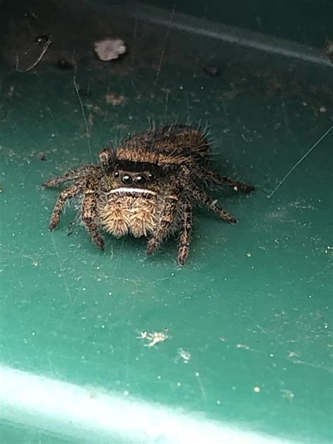 Nice jumping spider Oakland,Ca : r/whatsthisbug