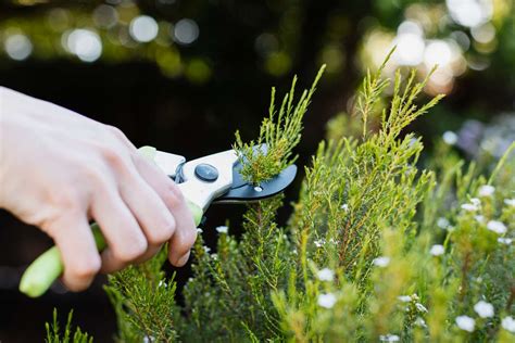 When Is the Best Time to Prune Evergreen Shrubs?