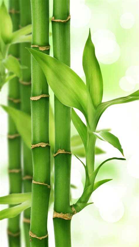 bamboo, leaves Green Nature Wallpaper, Bamboo Wallpaper, Forest Wallpaper, Scenery Wallpaper ...