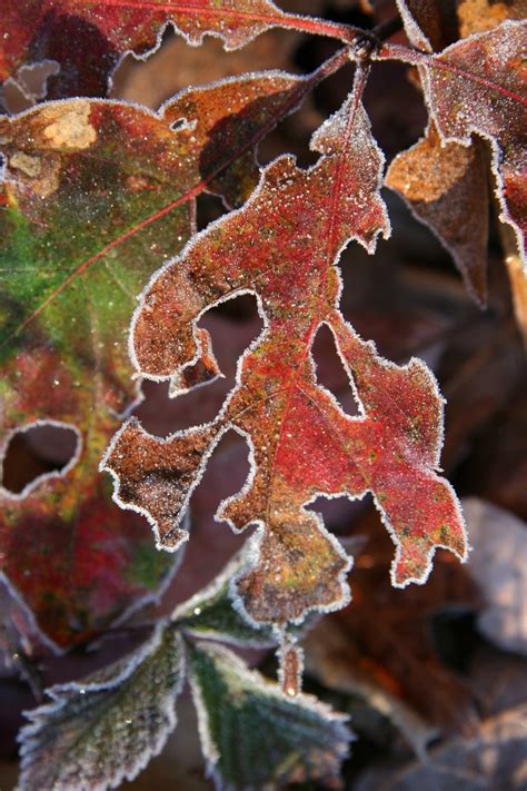 Free frost leaves Stock Photo - FreeImages.com