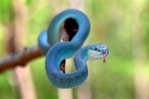 Premium Photo | Blue insularis pit viper snakes, trimeresurus albolabris