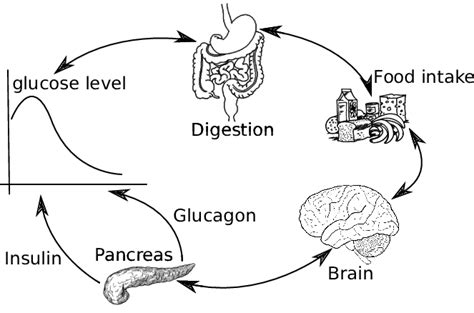 Glucose metabolism | Download Scientific Diagram