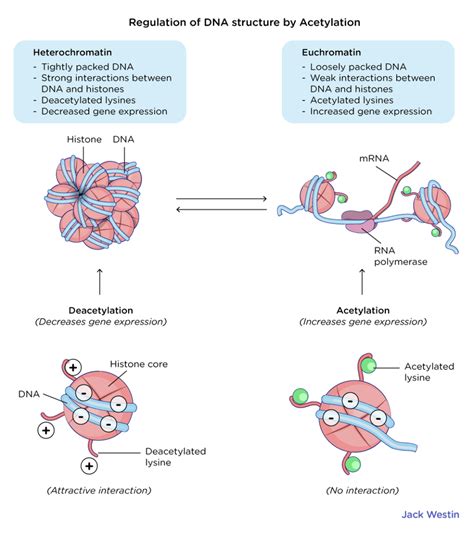 Regulation Of Chromatin Structure - Control Of Gene Expression In Eukaryotes - MCAT Content