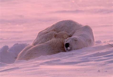 Filhote De Urso Polar Que Dorme Com Matriz Foto de Stock - Imagem de urso, wildlife: 17792412