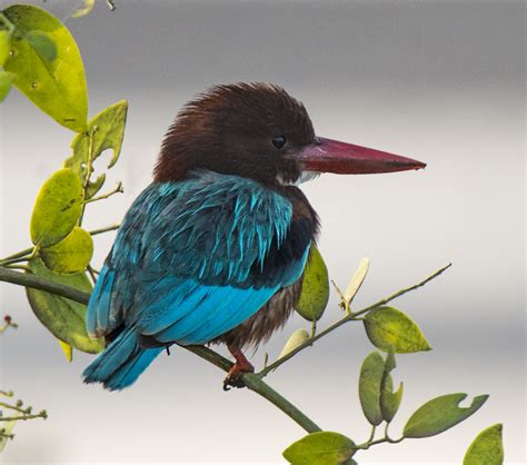 White-throated Kingfisher - Owen Deutsch Photography