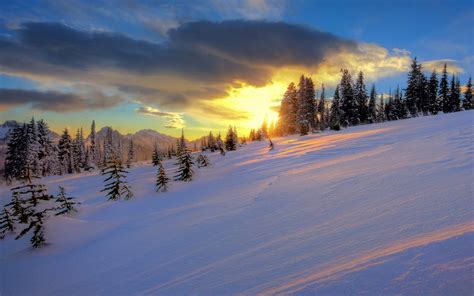 Green trees, sunset, winter, trees, snow HD wallpaper | Wallpaper Flare